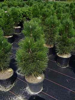 Pinus nigra Helga